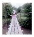 swingingbridge